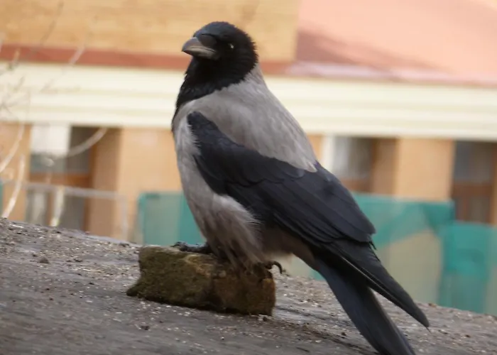 Gasthuis Seven Fridays *