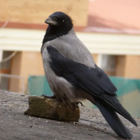 Гостьовий будинок Seven Fridays *